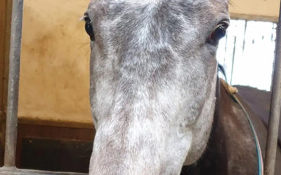 STALLDEBUT IN ALTER HEIMAT