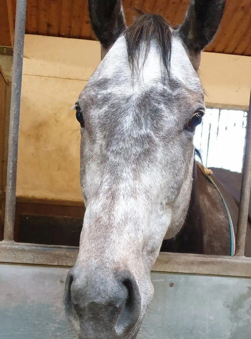STALLDEBUT IN ALTER HEIMAT