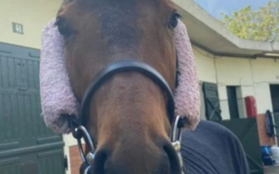 OAKS D’ ITALIA ZU SCHWER