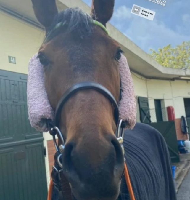 OAKS D’ ITALIA ZU SCHWER