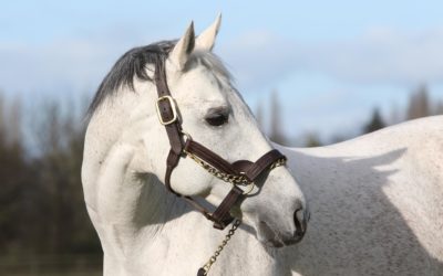 YOUNGSTER DEBUT IM ELSASS