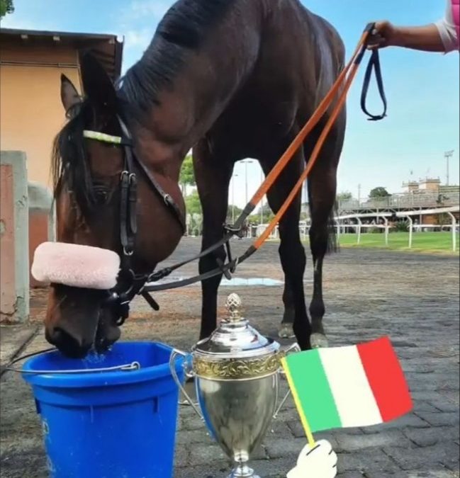 VERDIENTER SIEGESTRUNK