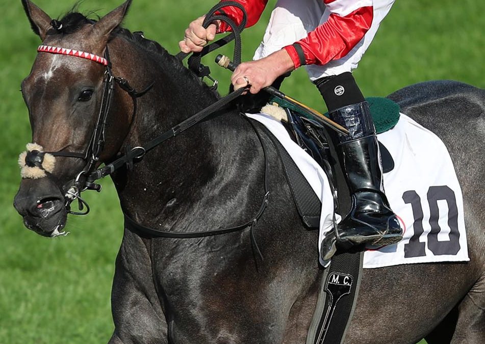 STEELHAMMER AUSGESCHIEDEN