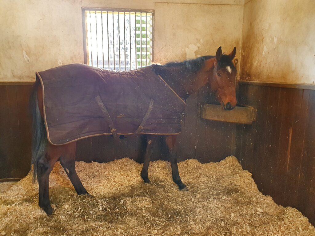 DEBUTANT IN DEAUVILLE