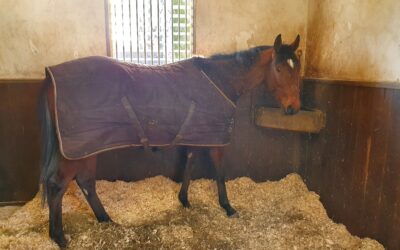 DEBUTANT IN DEAUVILLE