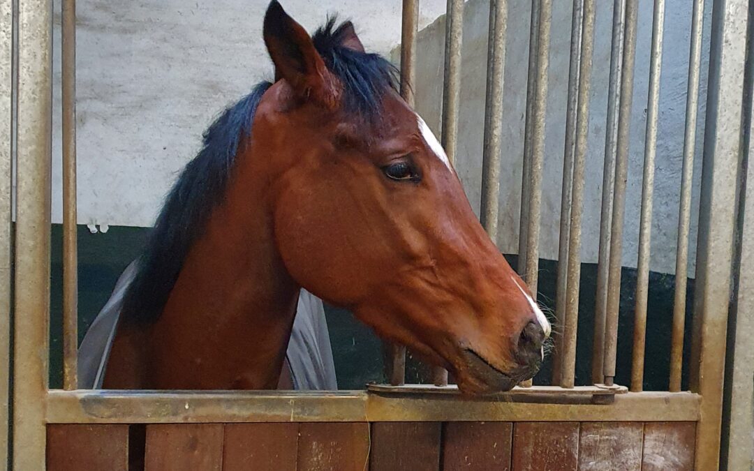DEBUT FÜR GREWE IN CAGNES