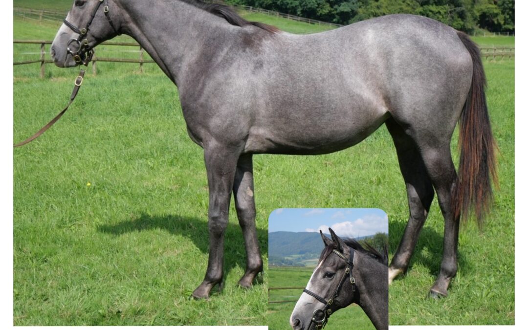 GLÜCKSBRINGERIN EINGEZOGEN