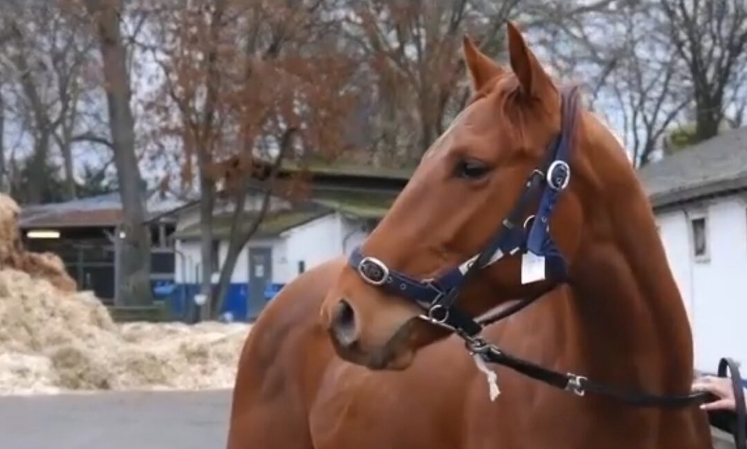 LIBERTY RACING JETZT MIT TRIO