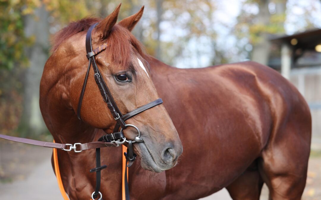 “Sir” gegen Neun in Cagnes Knaller