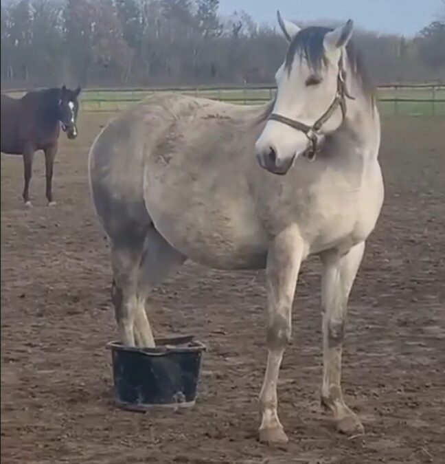 LA LA LAND ANNO 2022