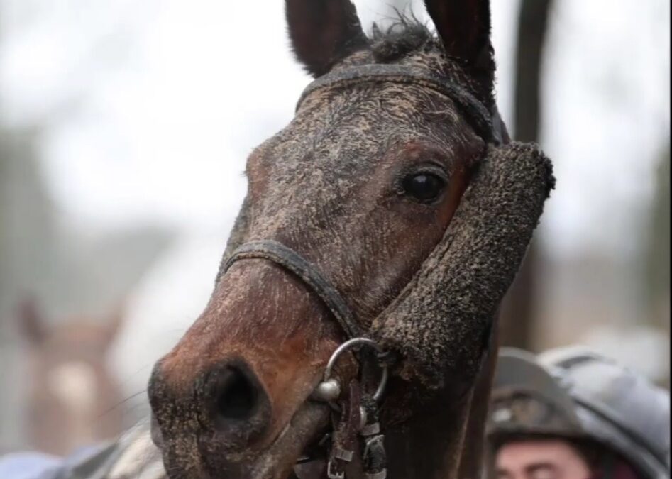NUMERION – RENNEN FÄLLT AUS