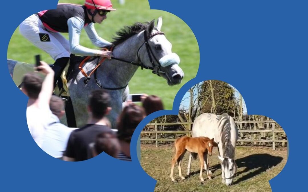 EX GREWE STUTEN JETZT MUTTER