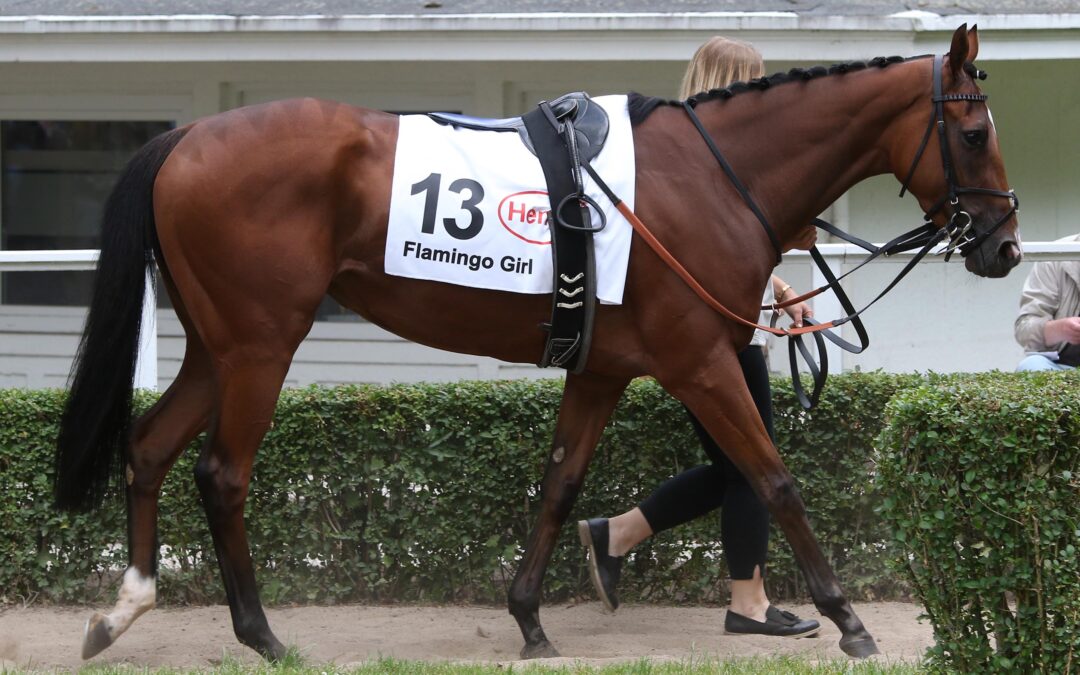 BYE BYE FLAMINGO GIRL