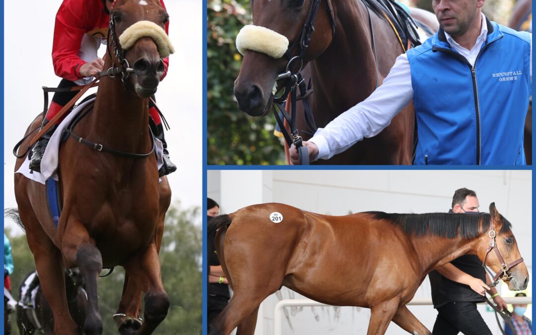 “MUMMPFERD” IN STRASBOURG