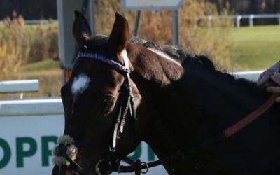 IN STARKER GESELLSCHAFT SECHSTER
