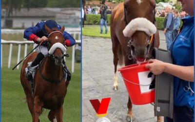 SCHLUCK REDLICH VERDIENT