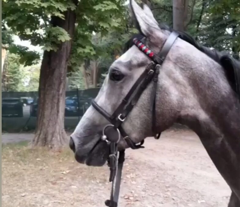 BÄRENSTARKE ZWEITE IN ITALIAN OAKS