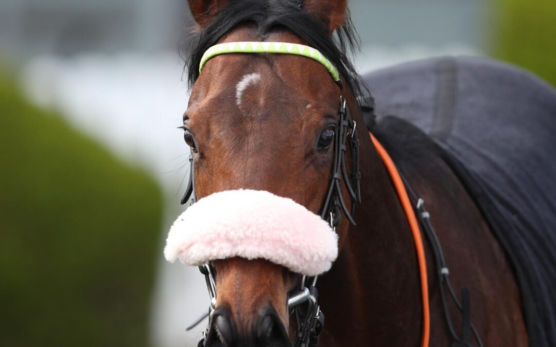 RUBAIYAT STARKER SECHSTER