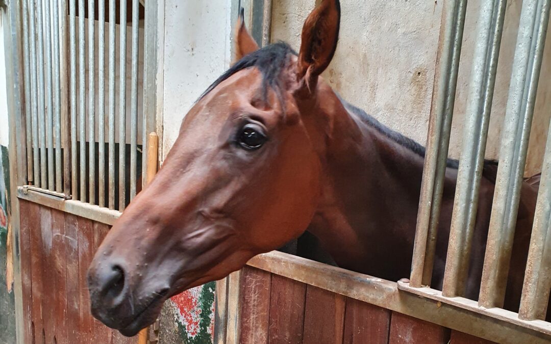 AMPEL STEHT AUF GRÜN