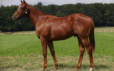 DEBUT VON SEA BAY BRUDER