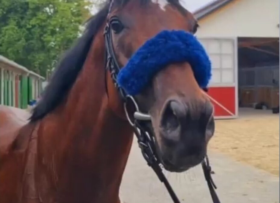 FOLGETREFFER IM BLICK