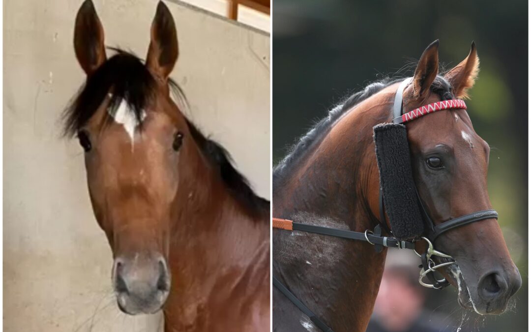IN BEIDEN HAUPTRENNEN DABEI