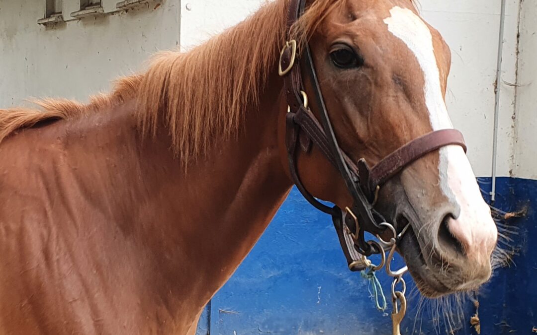 DEBUTANTIN IN LEIPZIG