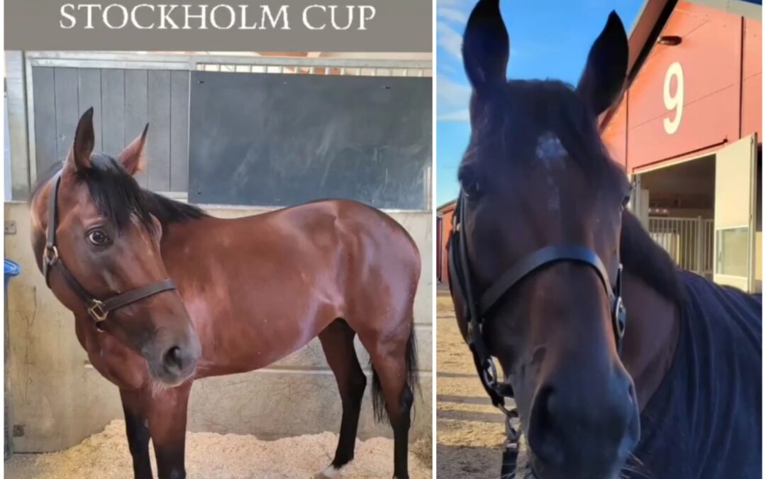 GUTEN MORGEN AUS SCHWEDEN