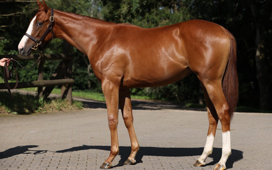 INTERESSANTE DEBUTANTIN