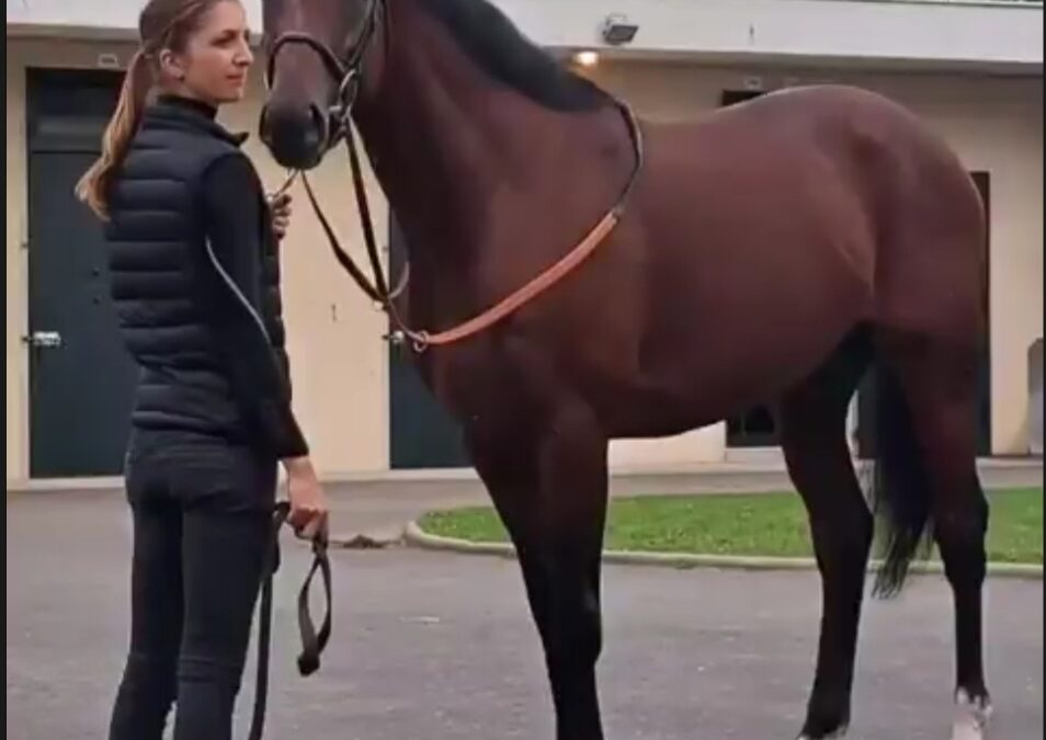 DIE AUKTION FEST IM BLICK