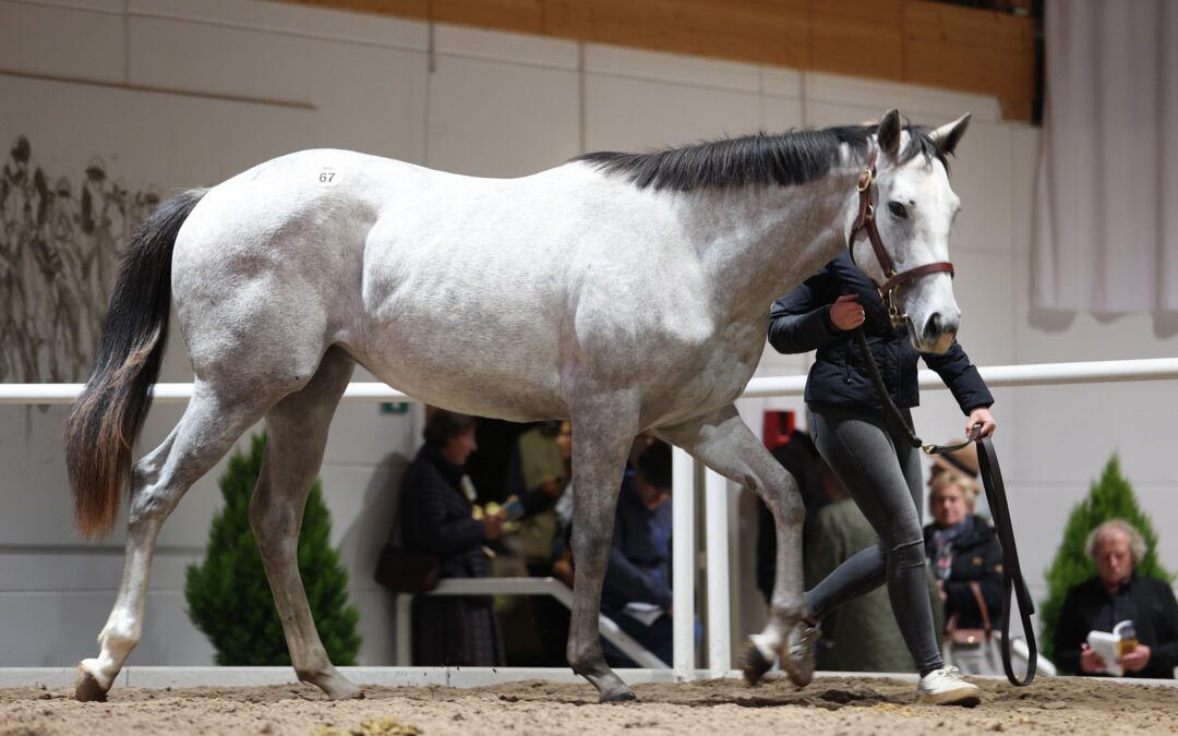 “THREE HAVANAS” FÜR GREWE