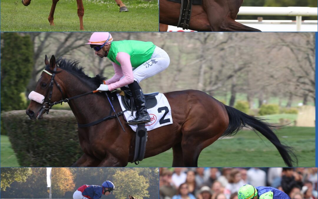 GREWES EIGENER CHAMPIONS DAY