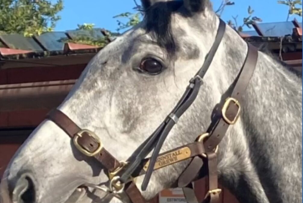 DIESMAL NICHT SPRITZIG GENUG