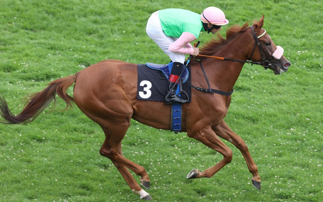 SISFAHAN- DIE WÜSTE RUFT