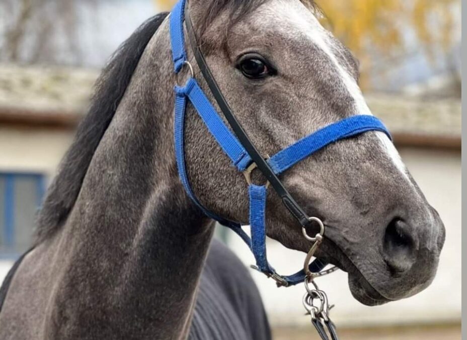 WIE DIE SCHWESTER ZWEITER