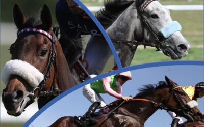 BEI ARQANA AUKTION VERTRETEN