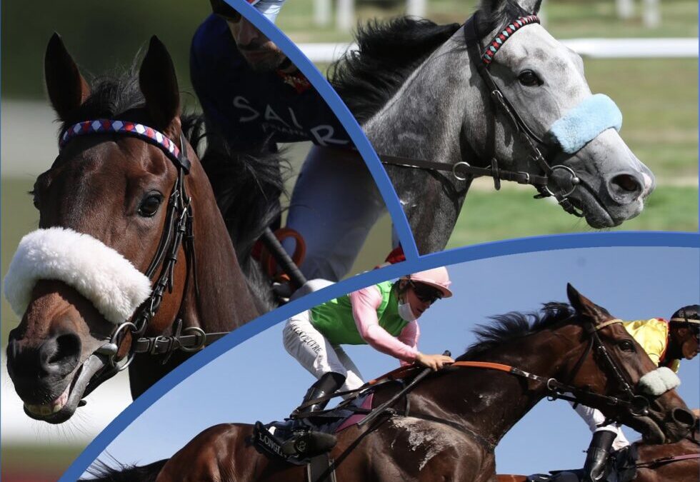 BEI ARQANA AUKTION VERTRETEN