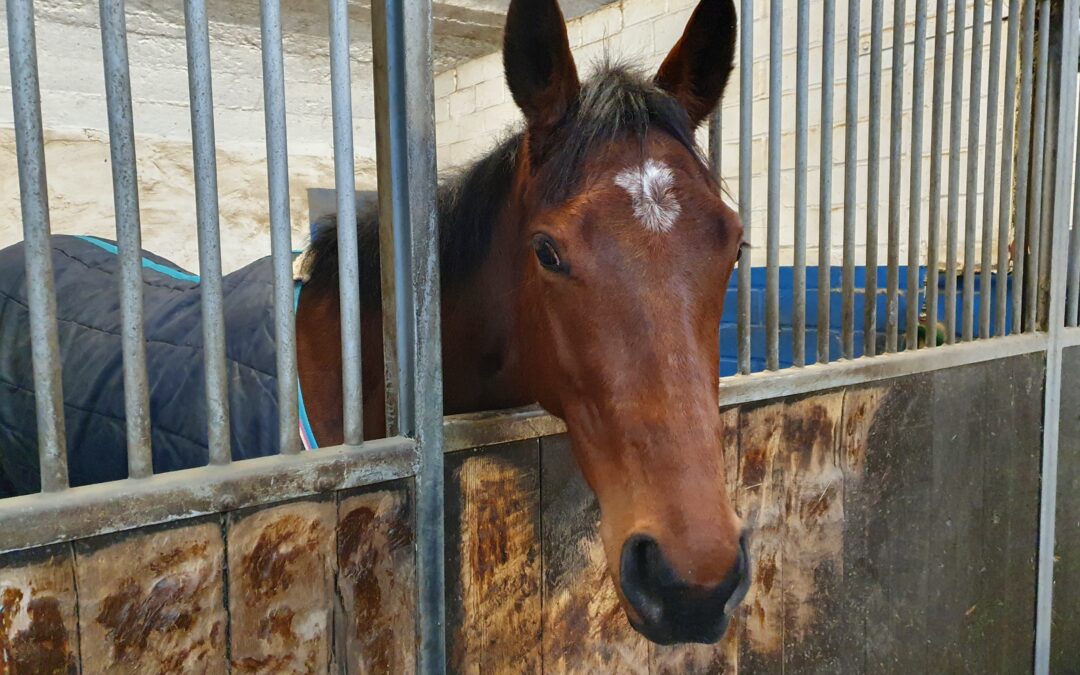 NOCH EINE IN MAGDEBURG