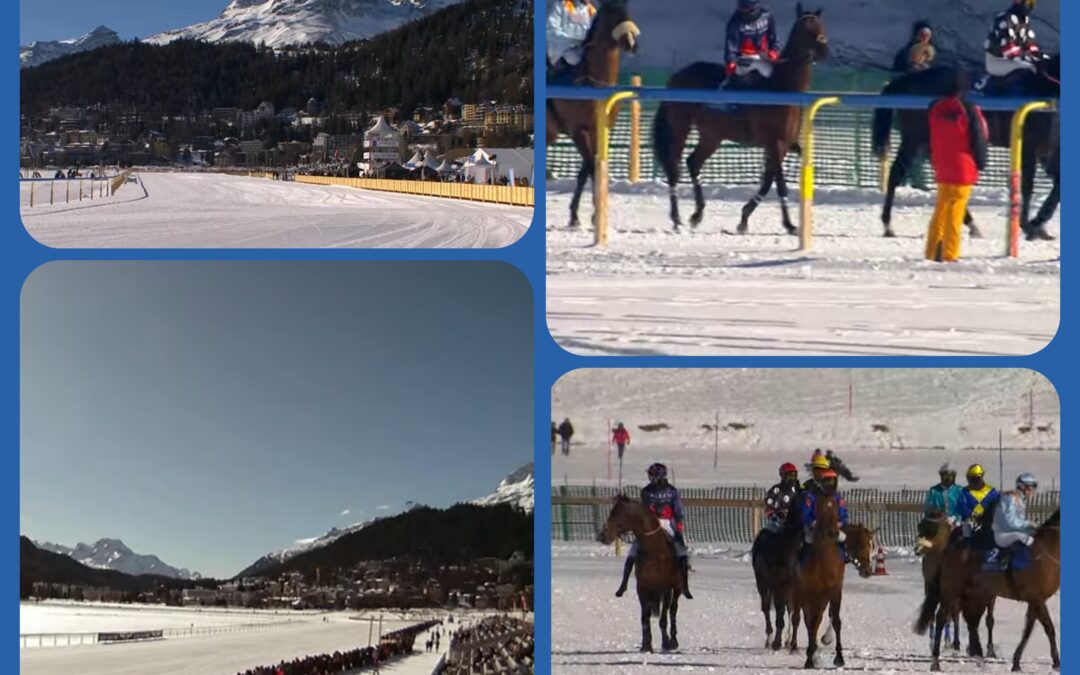 WHITE TURF DIARY (6)