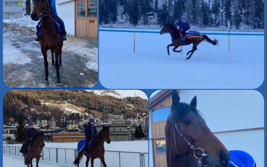 WHITE TURF DIARY (10)