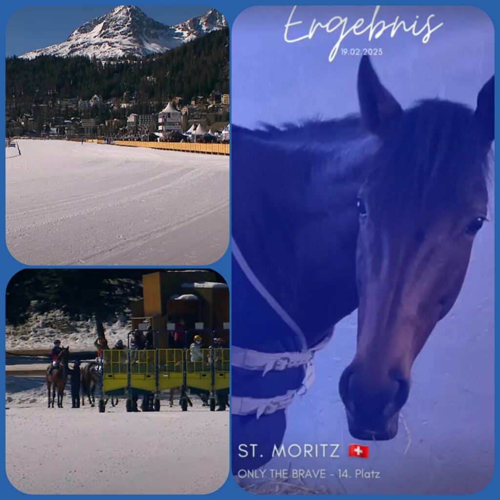 WHITE TURF DIARY (11)