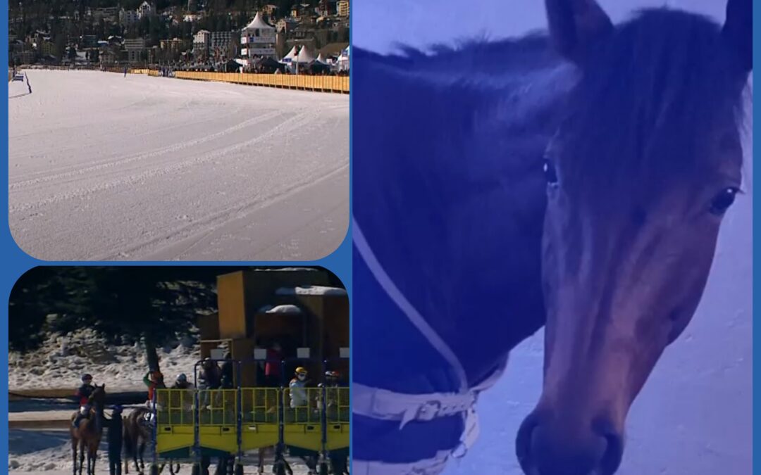 WHITE TURF DIARY (11)