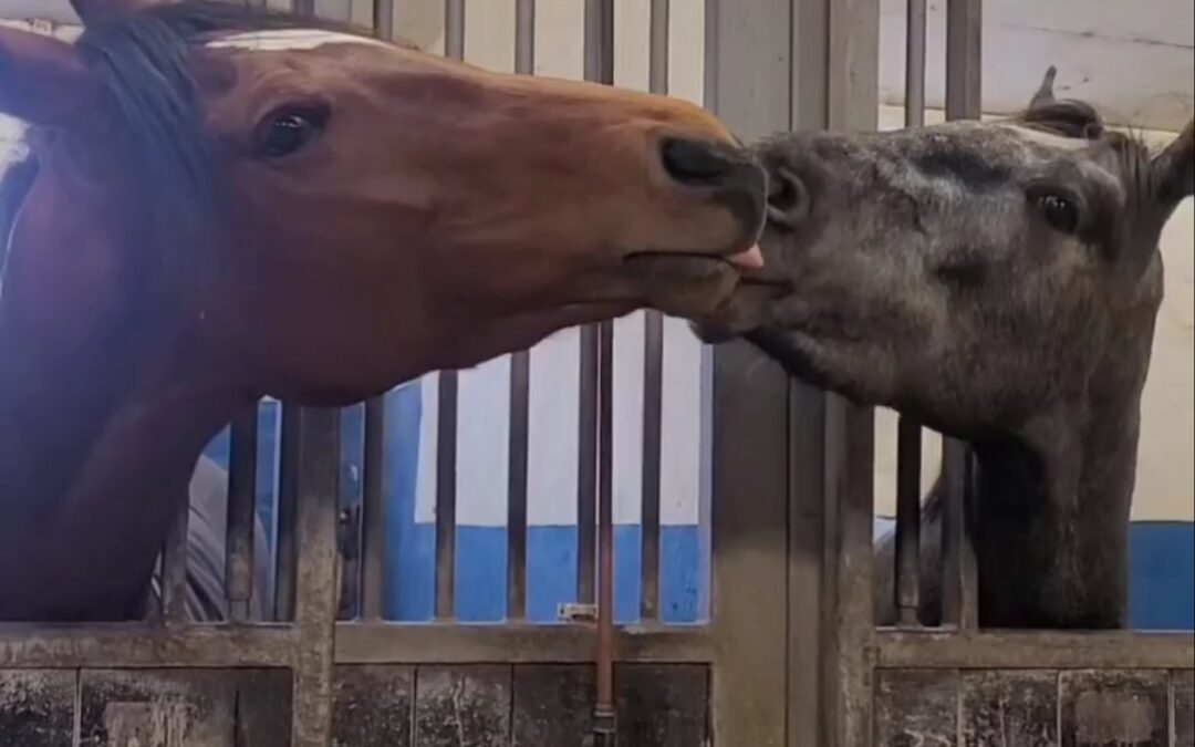 LOVE IS IN THE AIR
