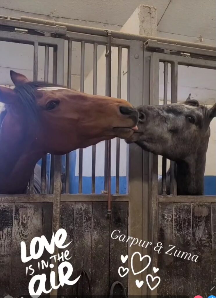 LOVE IS IN THE AIR