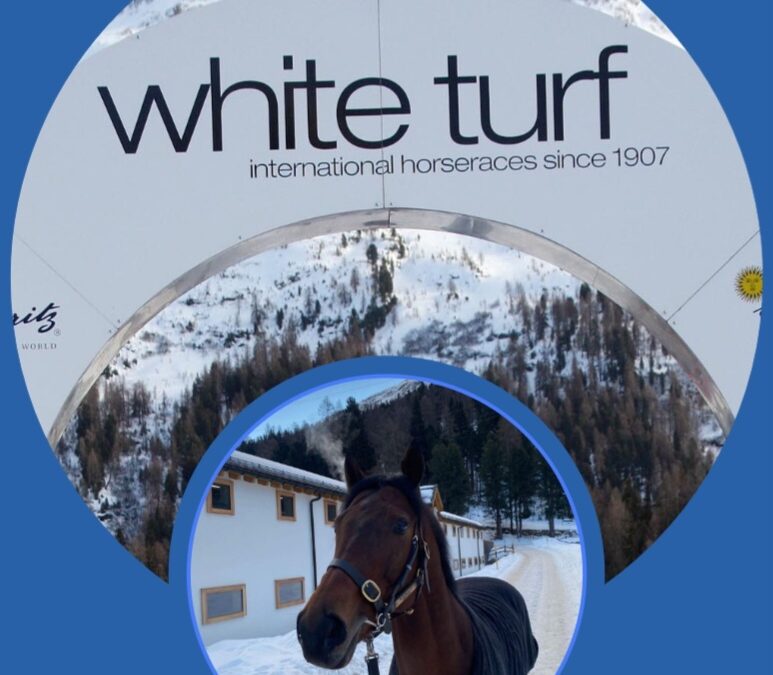 WHITE TURF DIARY (8)