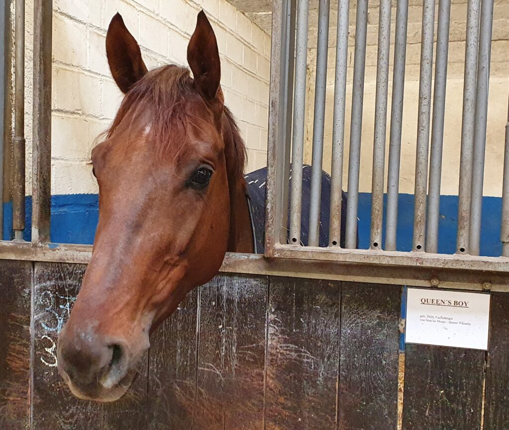 DEBUTANT IM ELSASS