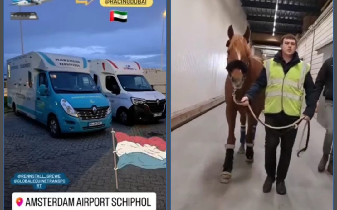 DUBAI REPORT (4)