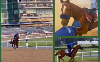 Dubai Report (9)