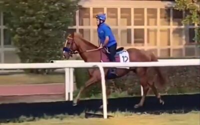 DUBAI REPORT (7)