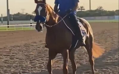 DUBAI REPORT (11)